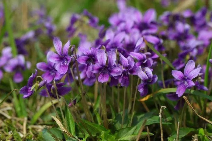 What are the functions of purple clover extract?