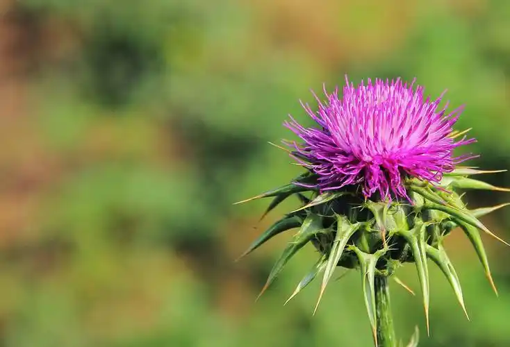 What diseases can Silymarin be used to treat?