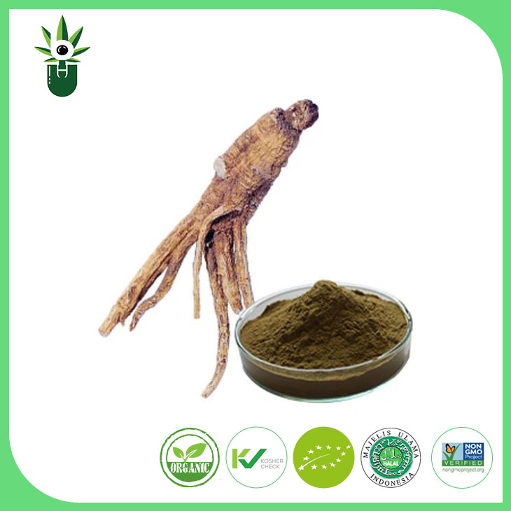 What are the potential health benefits of Angelica Extract?