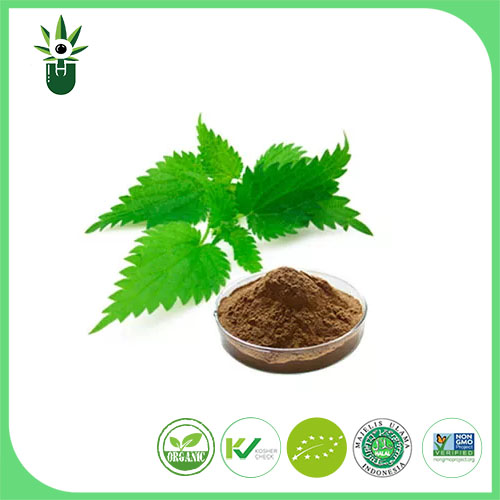 What are the potential health benefits of Nettle Extract?